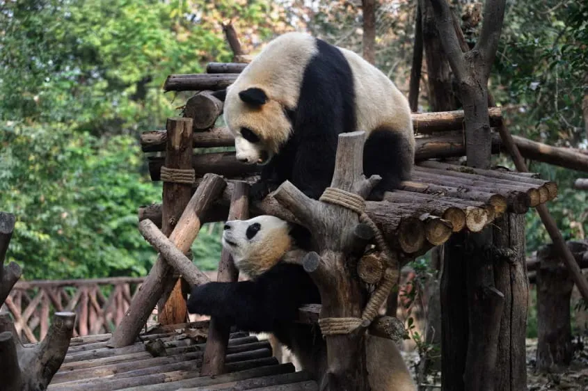 Công viên Gấu Trúc Thành Đô ảnh 1