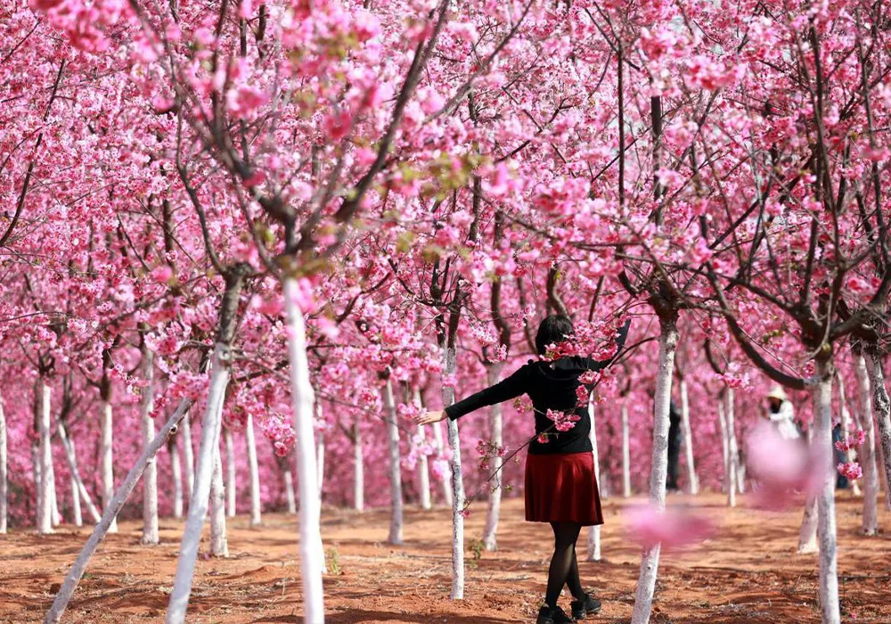 Vườn đào Nghi Lương Côn Minh ảnh 1